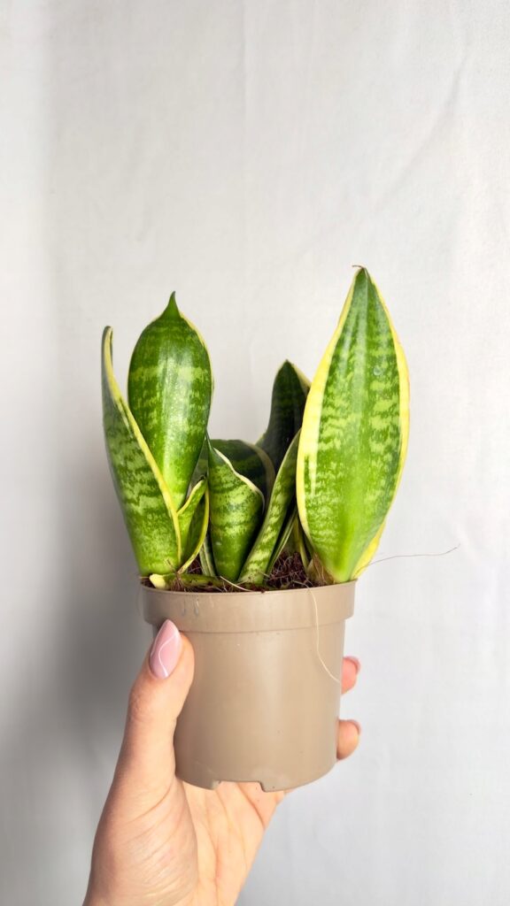 Sansevieria Laurentii 10/20 cm o sztywnych zielonych liściach z charakterystycznym żółtym obrzeżeniem.