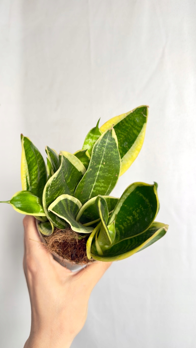 Sansevieria Laurentii 10/20 cm