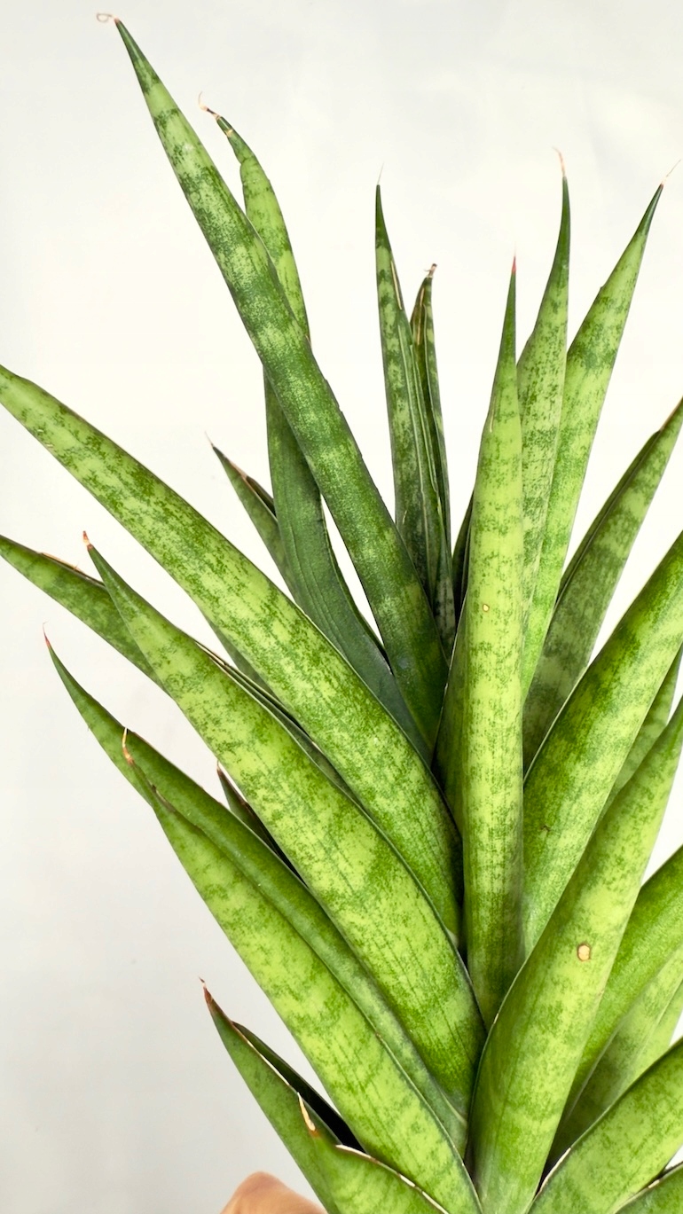 Sansevieria Lotus