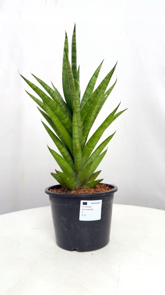 Sansevieria Lotus