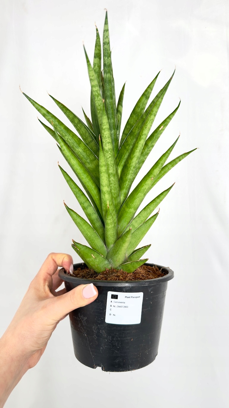 Sansevieria Lotus