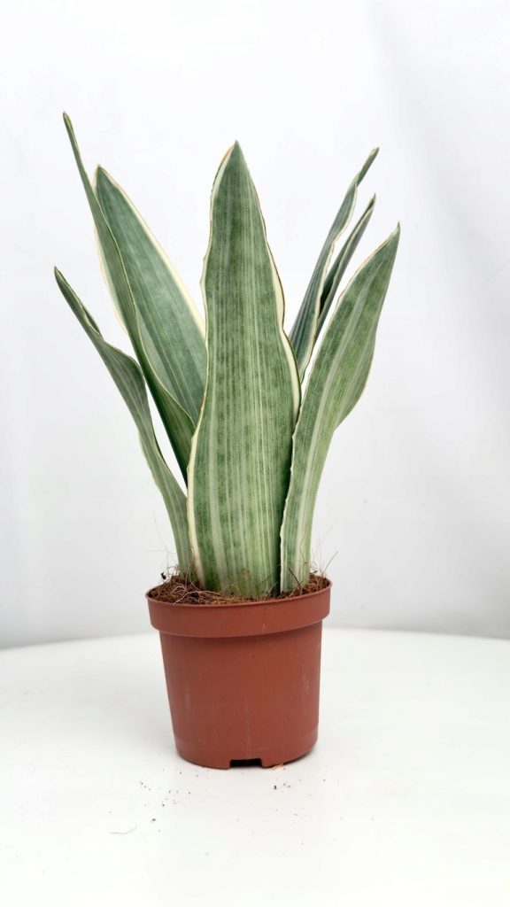 Sansevieria Metallica 9/30 cm – wężownica o sztywnych, zielono-srebrnych liściach w doniczce, idealna do biura i jasnych wnętrz.