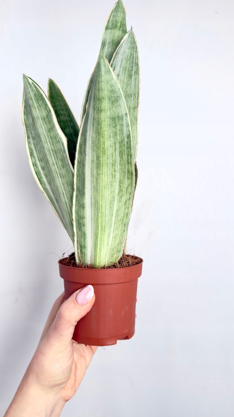 Sansevieria Metallica 9/30cm