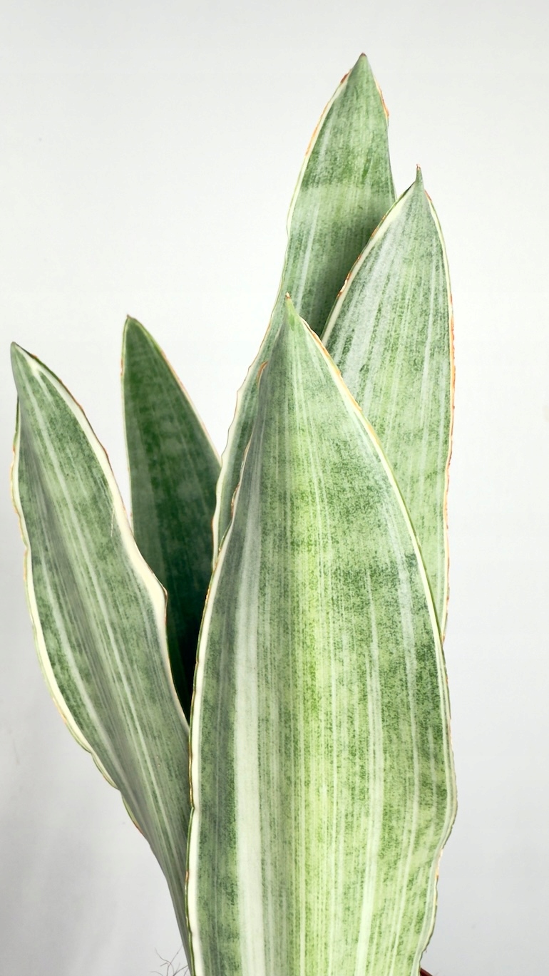 Sansevieria Metallica 9/30cm