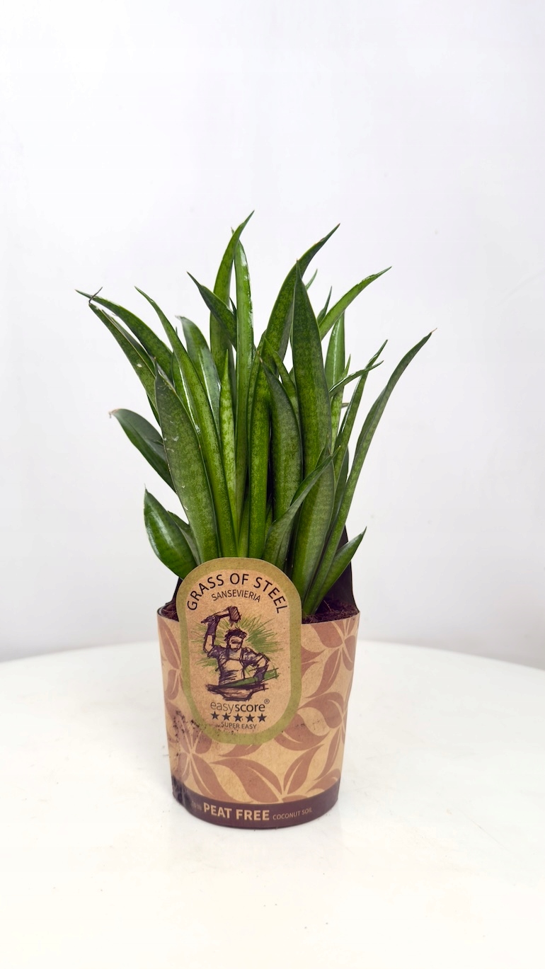 Sansevieria Panthera