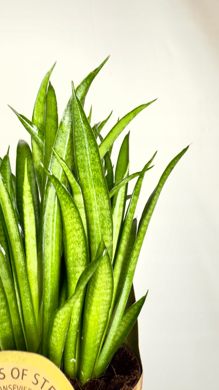 Sansevieria Panthera