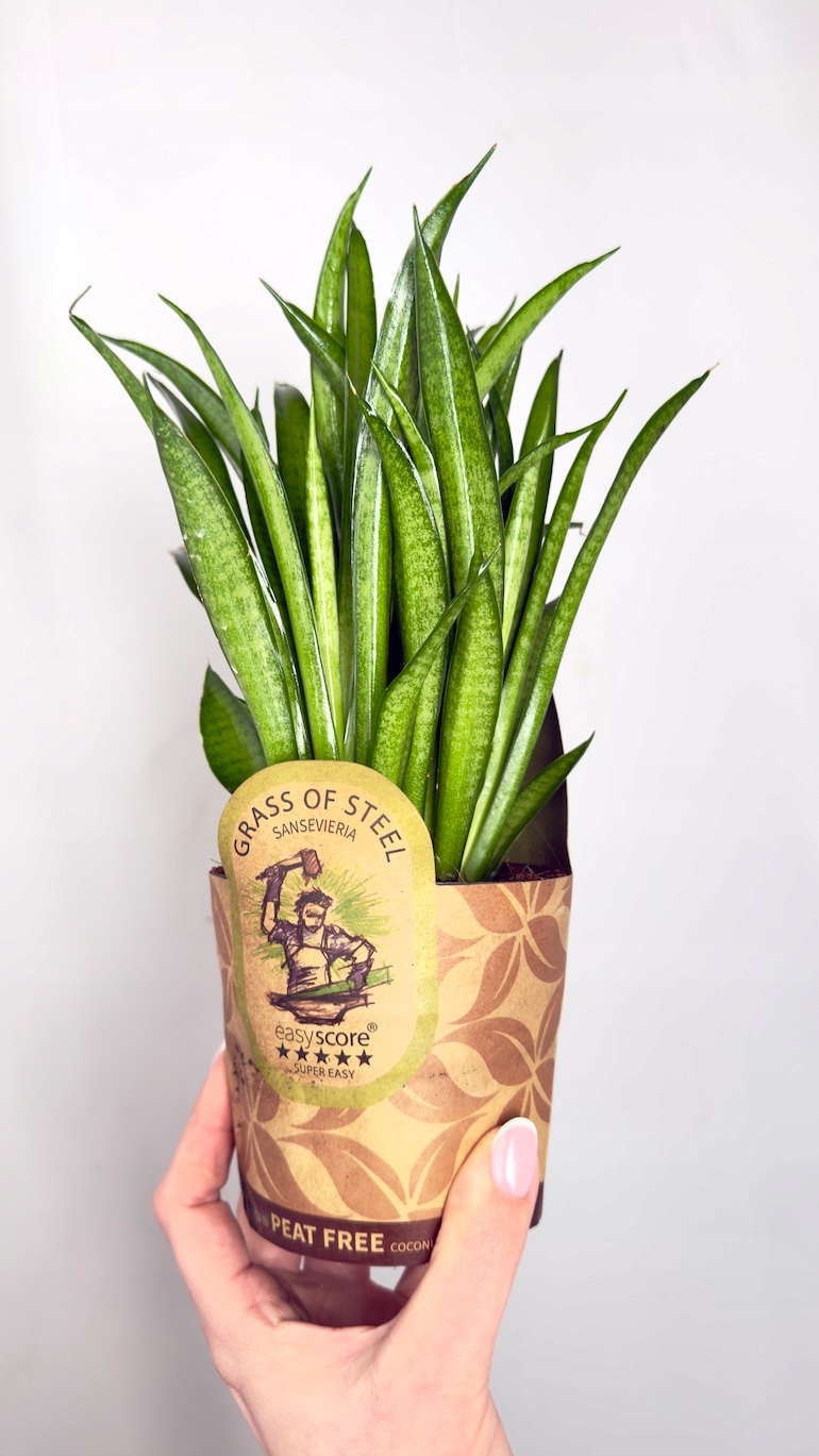 Sansevieria Panthera