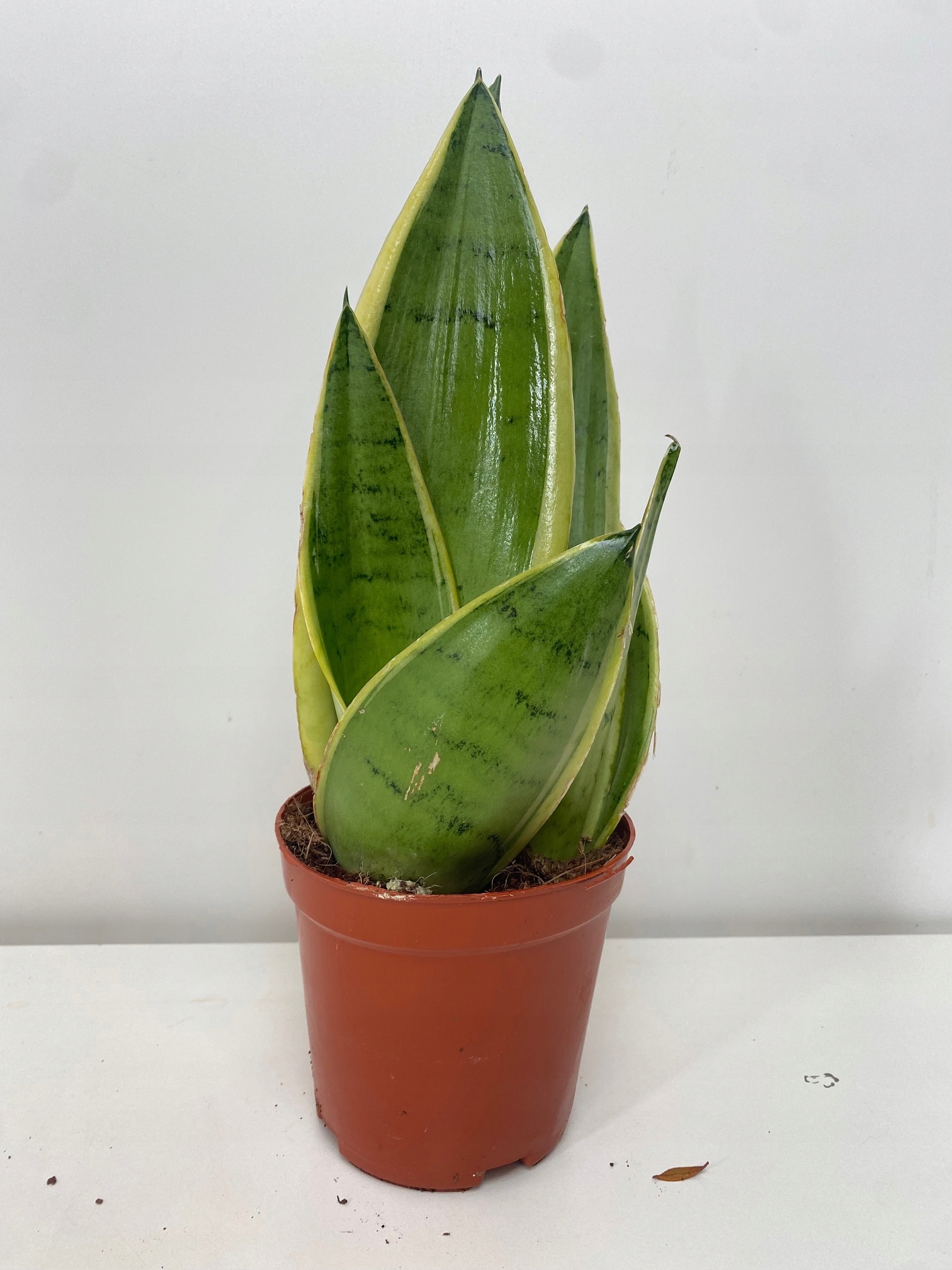 Sansevieria Pearl Young