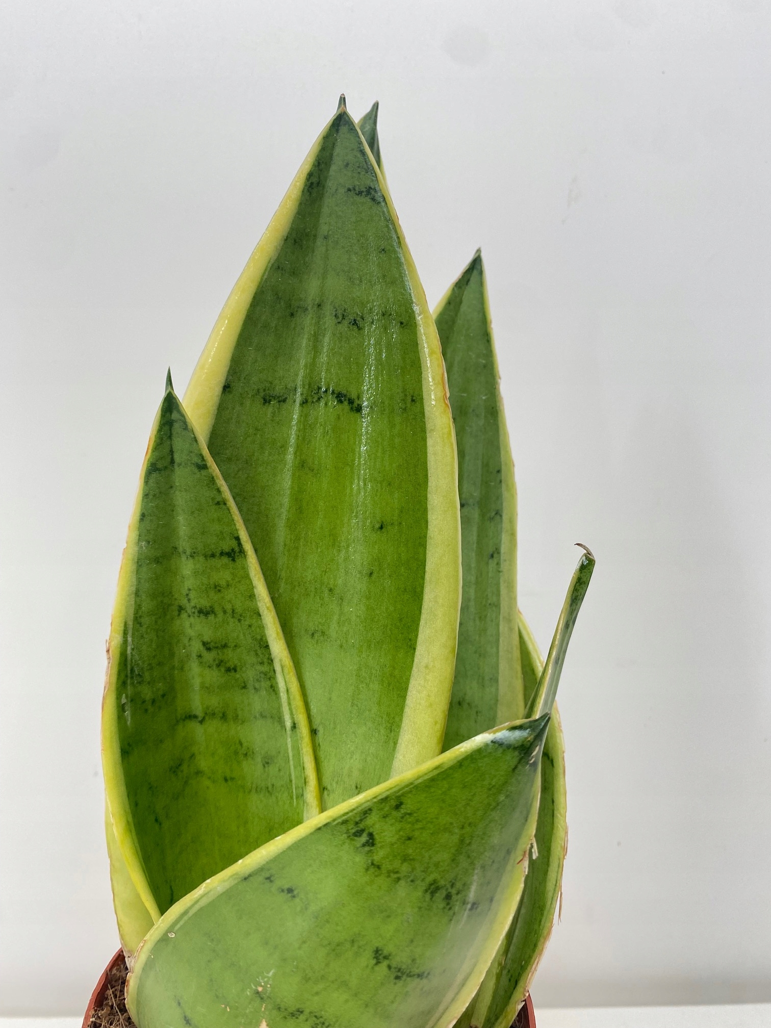 Sansevieria Pearl Young