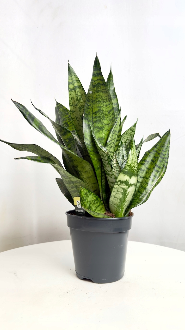 Sansevieria Robusta