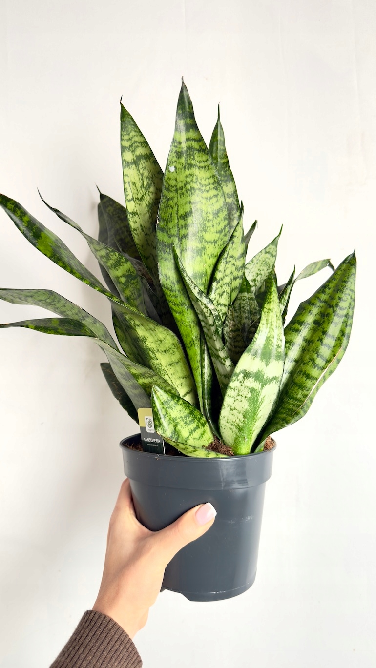 Sansevieria Robusta