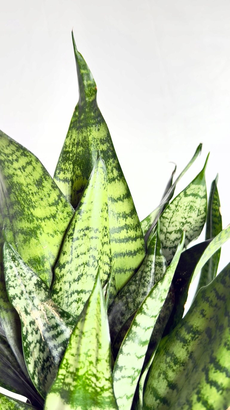 Sansevieria Robusta