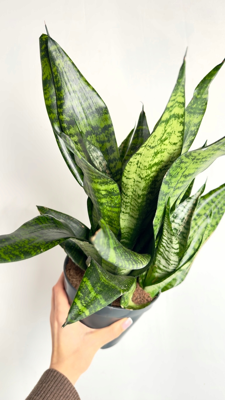 Sansevieria Robusta