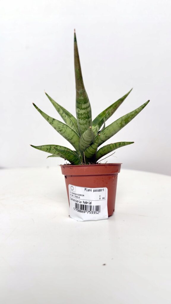 Sansevieria Silver Crown 6/15 cm w doniczce, z jasnymi srebrzystozielonymi liśćmi i zwartą rozetą.