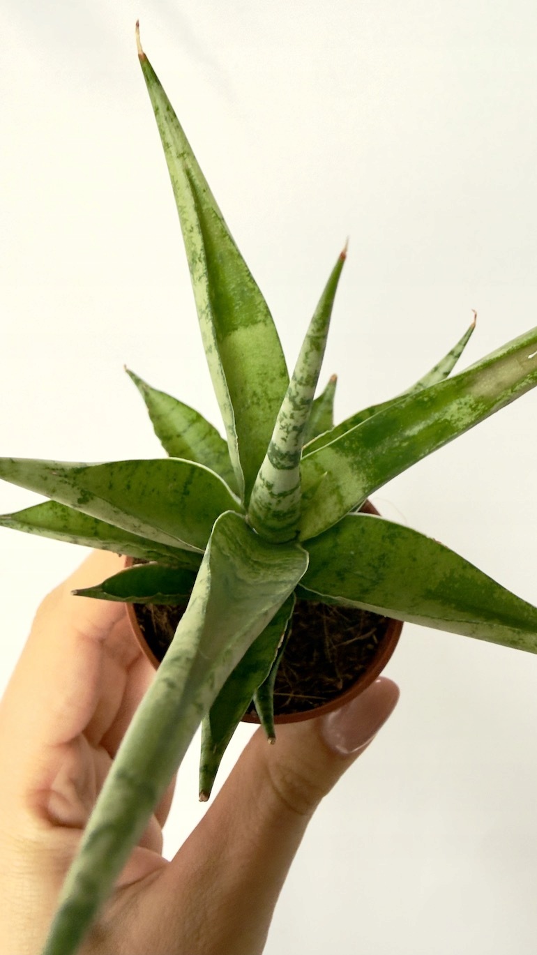 Sansevieria Silver Crown 6/12 cm