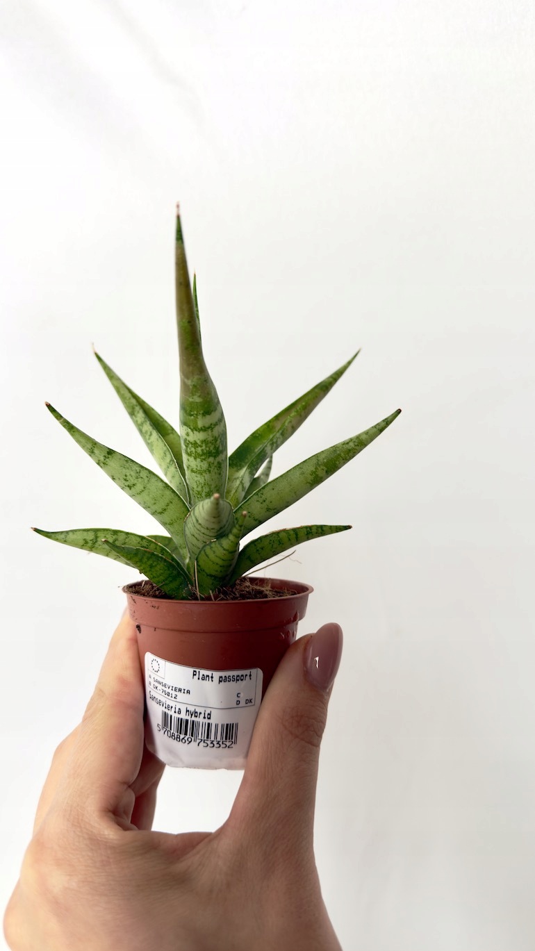 Sansevieria Silver Crown 6/12 cm