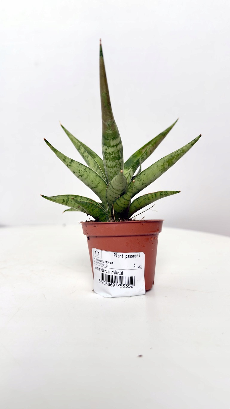 Sansevieria Silver Crown 6/12 cm