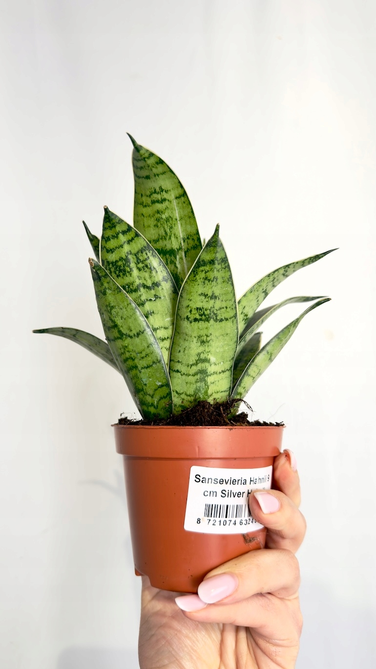 Sansevieria Hahnii Silver