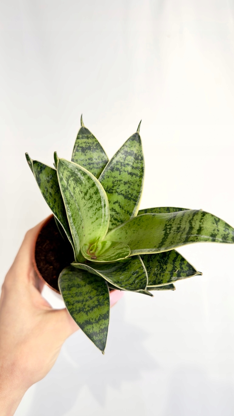Sansevieria Hahnii Silver