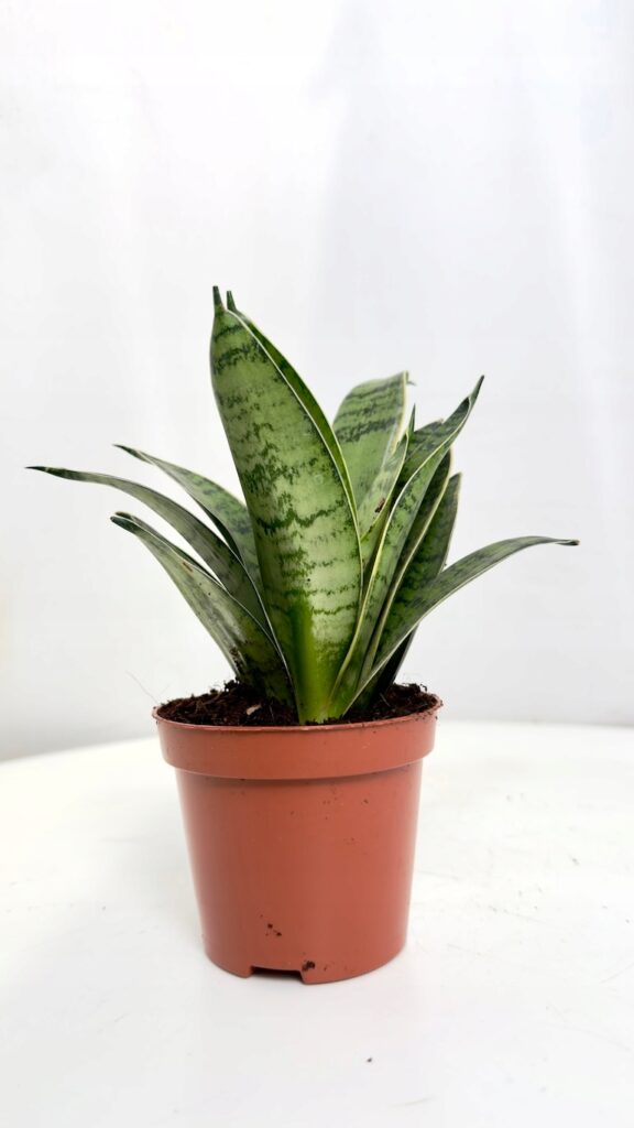Sansevieria Silver Hahnii w doniczce 9 cm kompaktowa roślina o srebrzystych liściach do wnętrz