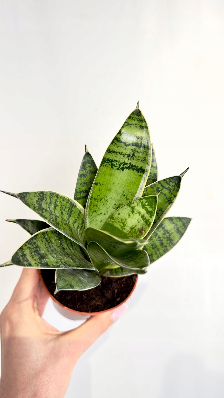 Sansevieria Hahnii Silver
