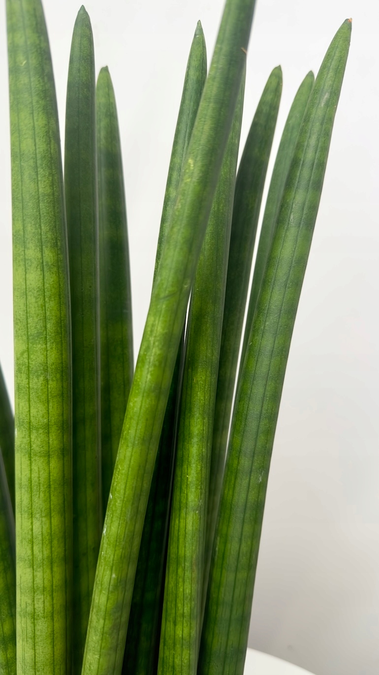 Sansevieria Cylindrica XL
