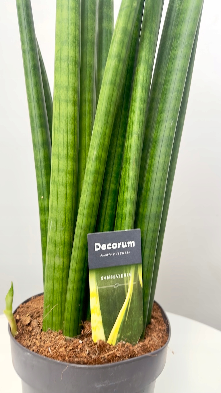 Sansevieria Cylindrica XL