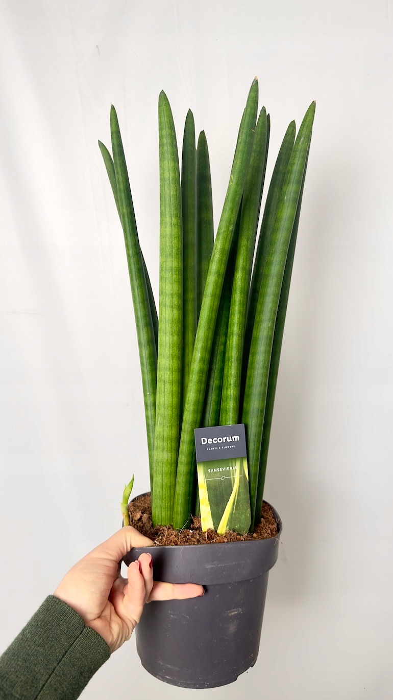 Sansevieria Cylindrica XL