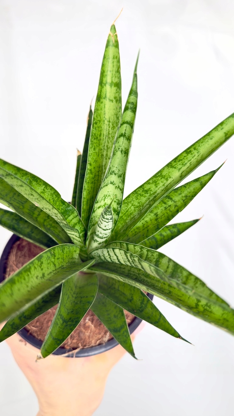 Sansevieria Thought Lady