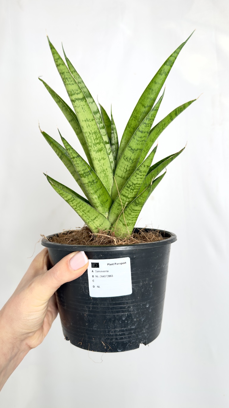 Sansevieria Thought Lady