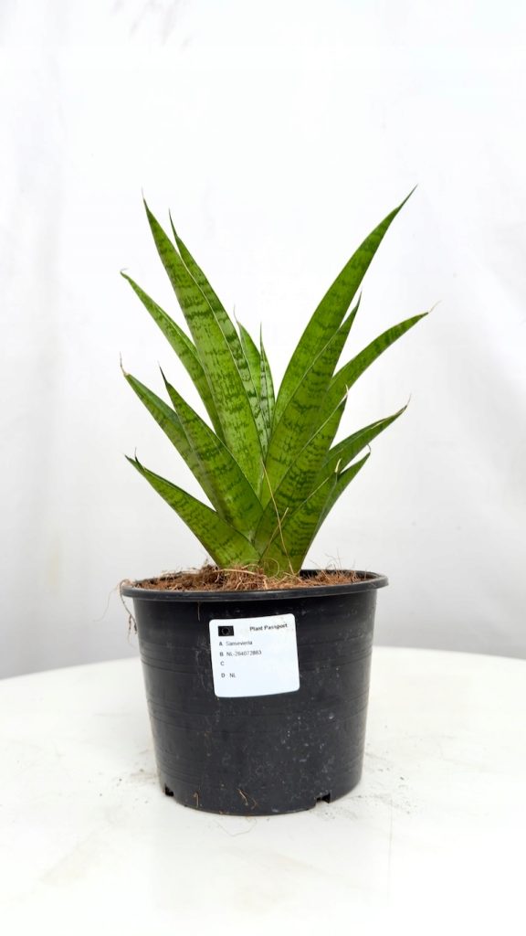 Sansevieria Thought Lady