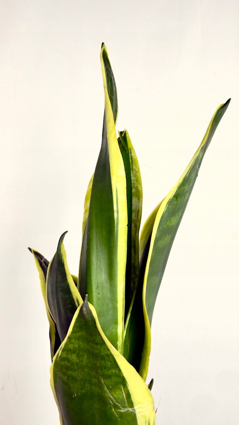Sansevieria Yellow Stripe 9/20 cm