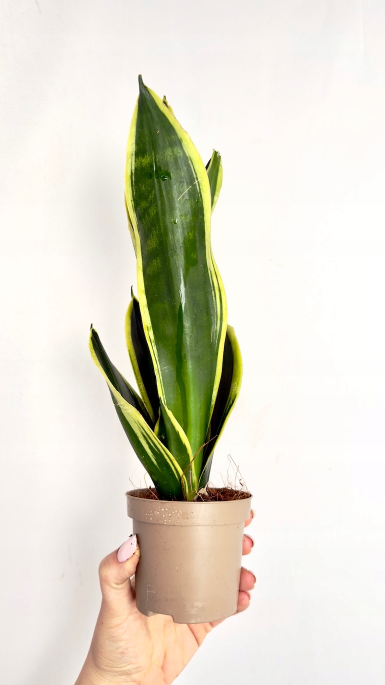 Sansevieria Yellow Stripe 9/20 cm