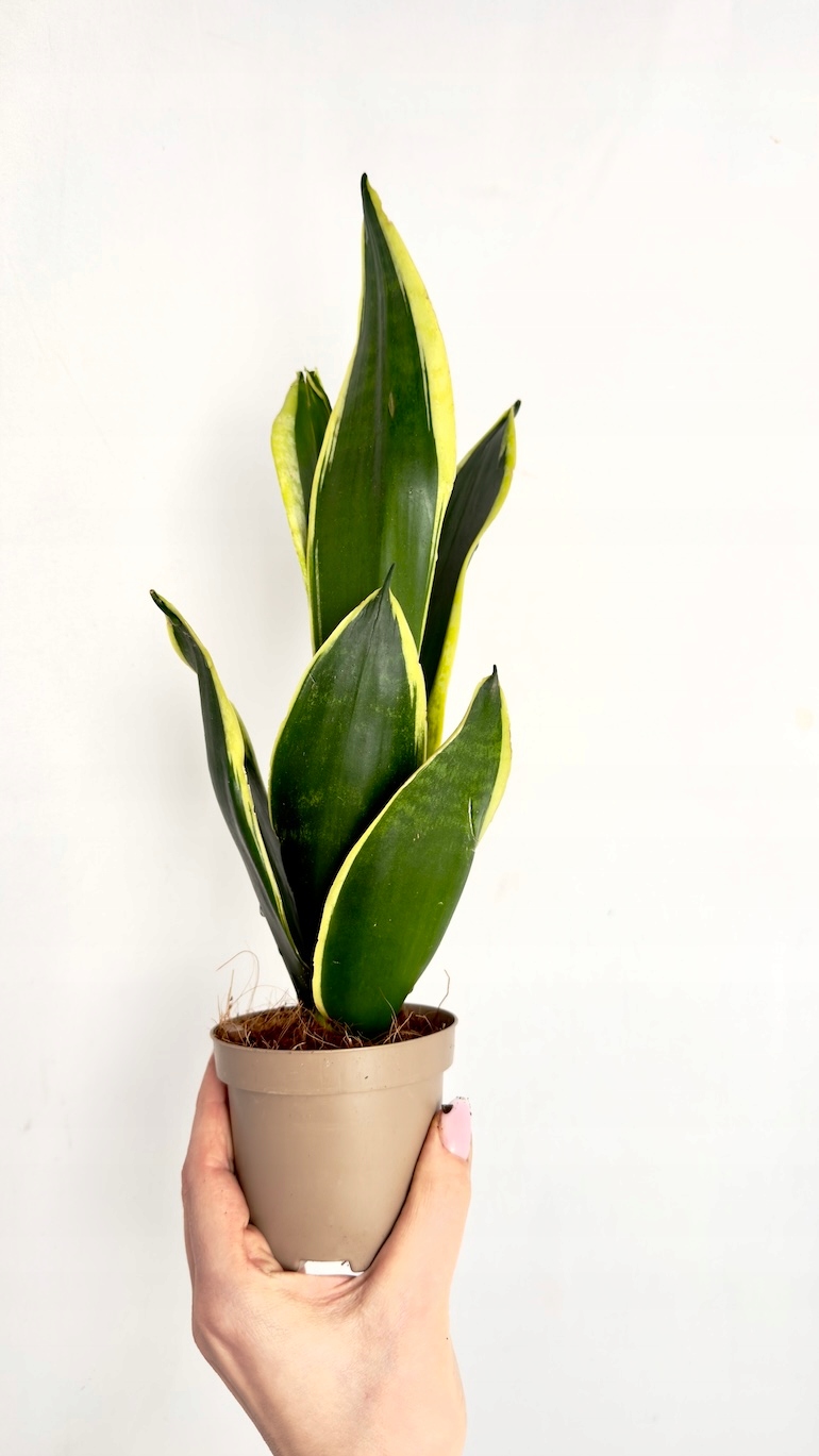 Sansevieria Yellow Stripe 9/20 cm