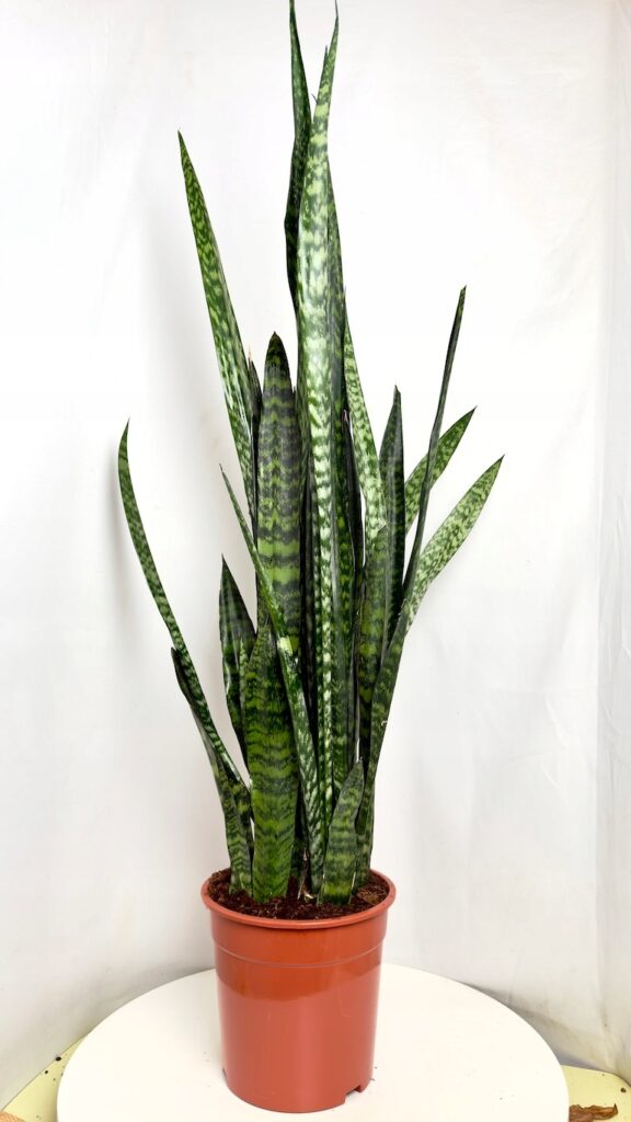 Sansevieria Zeylanica 130 cm – wysoka roślina doniczkowa