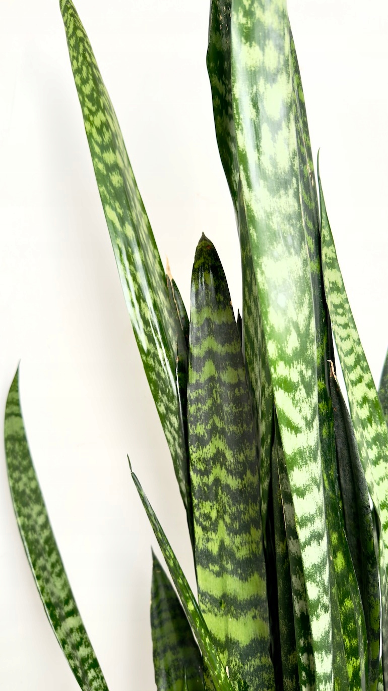 Sansevieria Zeylanica 24/130 cm