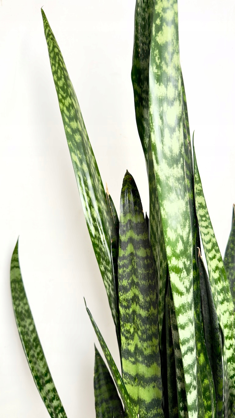 Sansevieria Zeylanica 24/130 cm