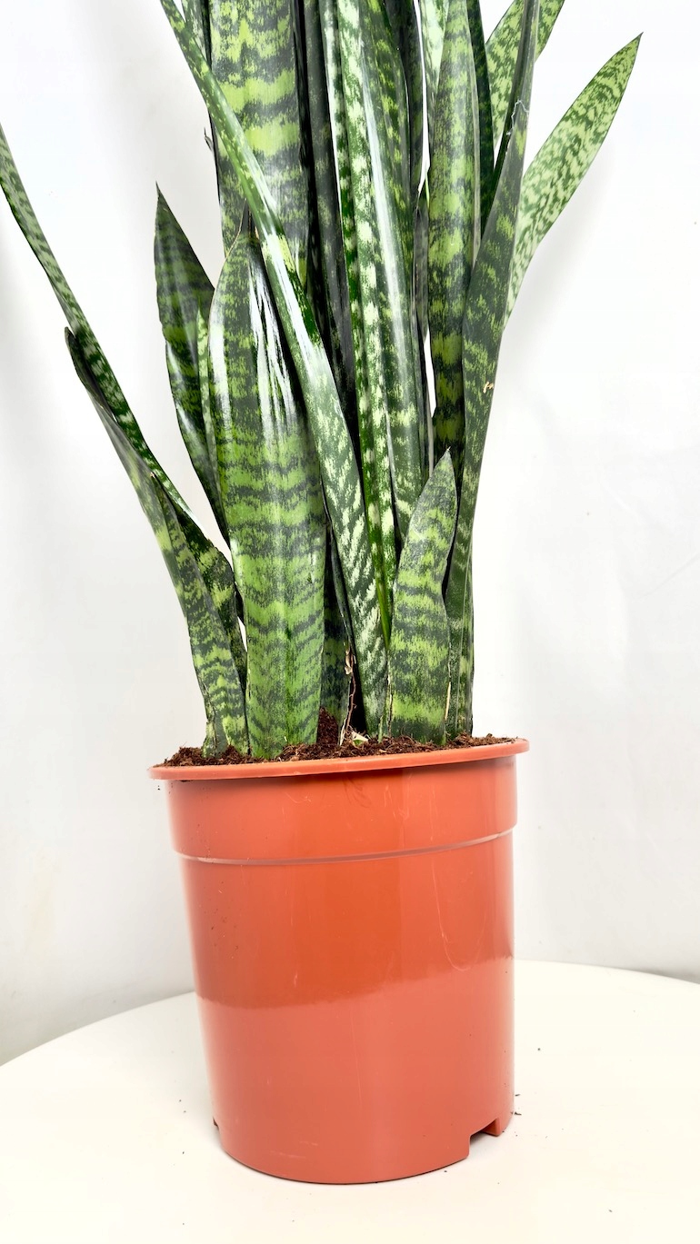 Sansevieria Zeylanica 24/130 cm