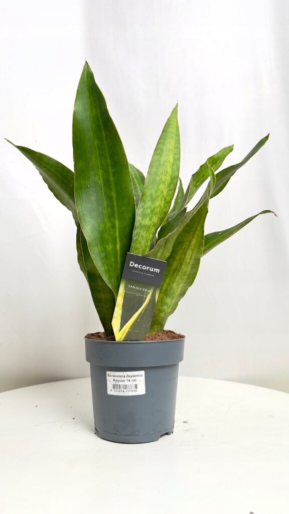 Sansevieria Zeylanica 14/50 cm o wysokich, pionowych liściach z dekoracyjnym srebrzystozielonym wzorem.