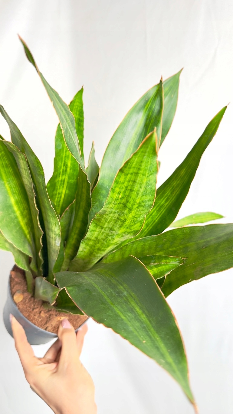 Sansevieria Zeylanica Regular 14/50 cm