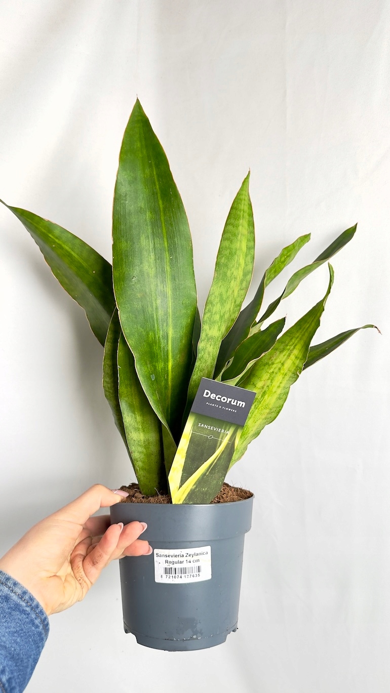 Sansevieria Zeylanica Regular 14/50 cm