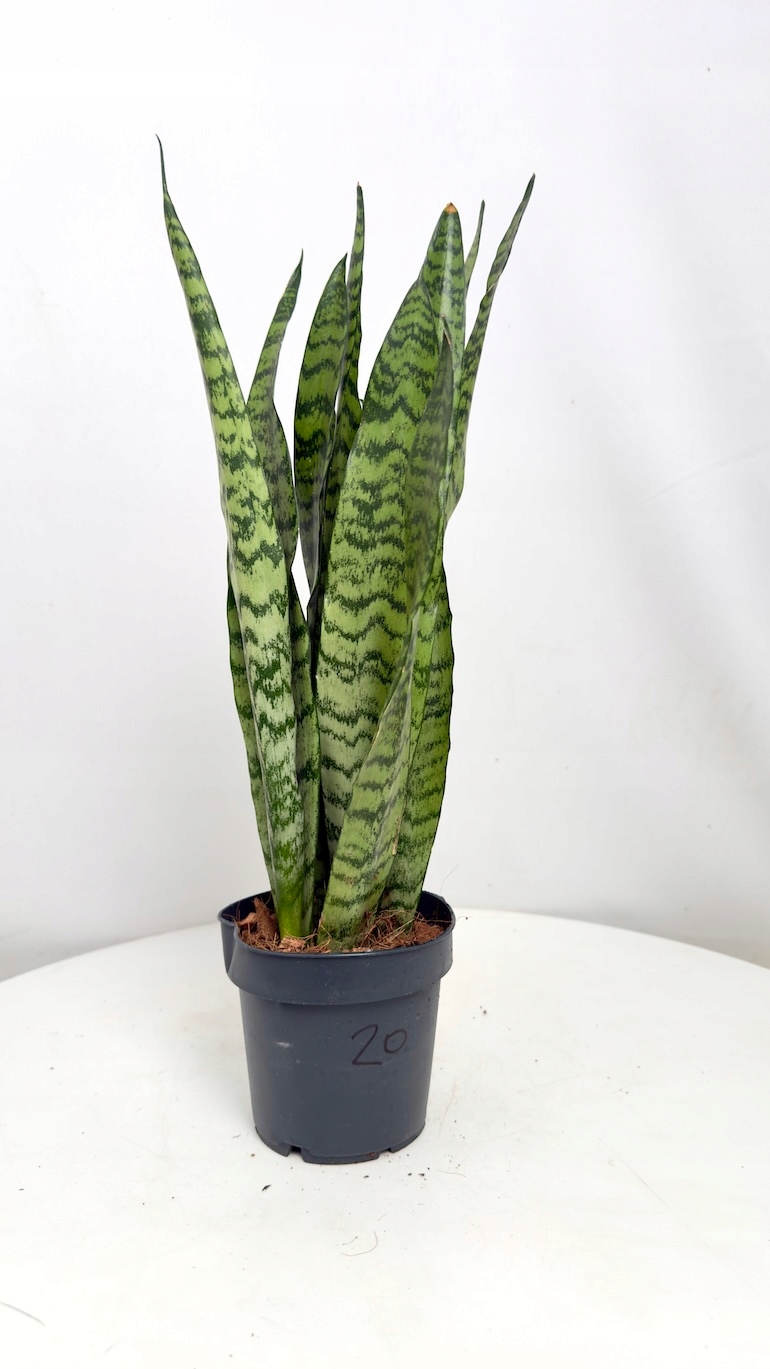 Sansevieria Zeylenica