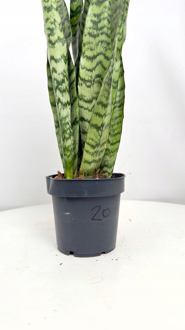 Sansevieria Zeylenica