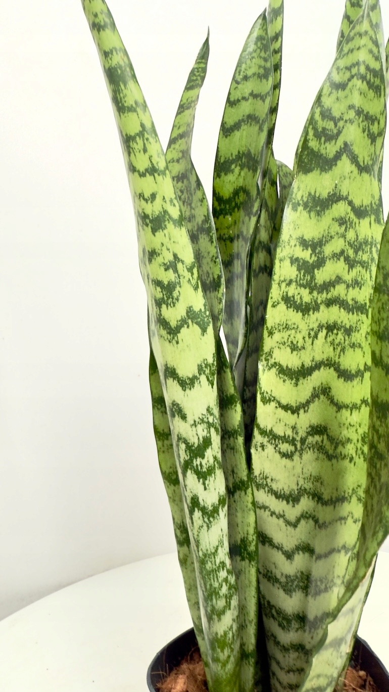 Sansevieria Zeylenica
