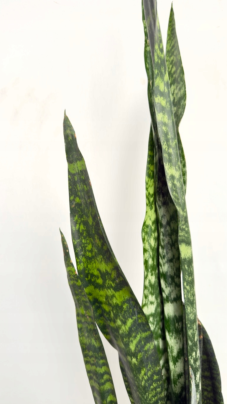Sansevieria Zeylenica