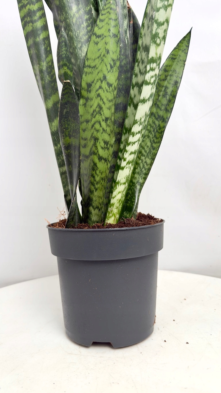 Sansevieria Zeylenica