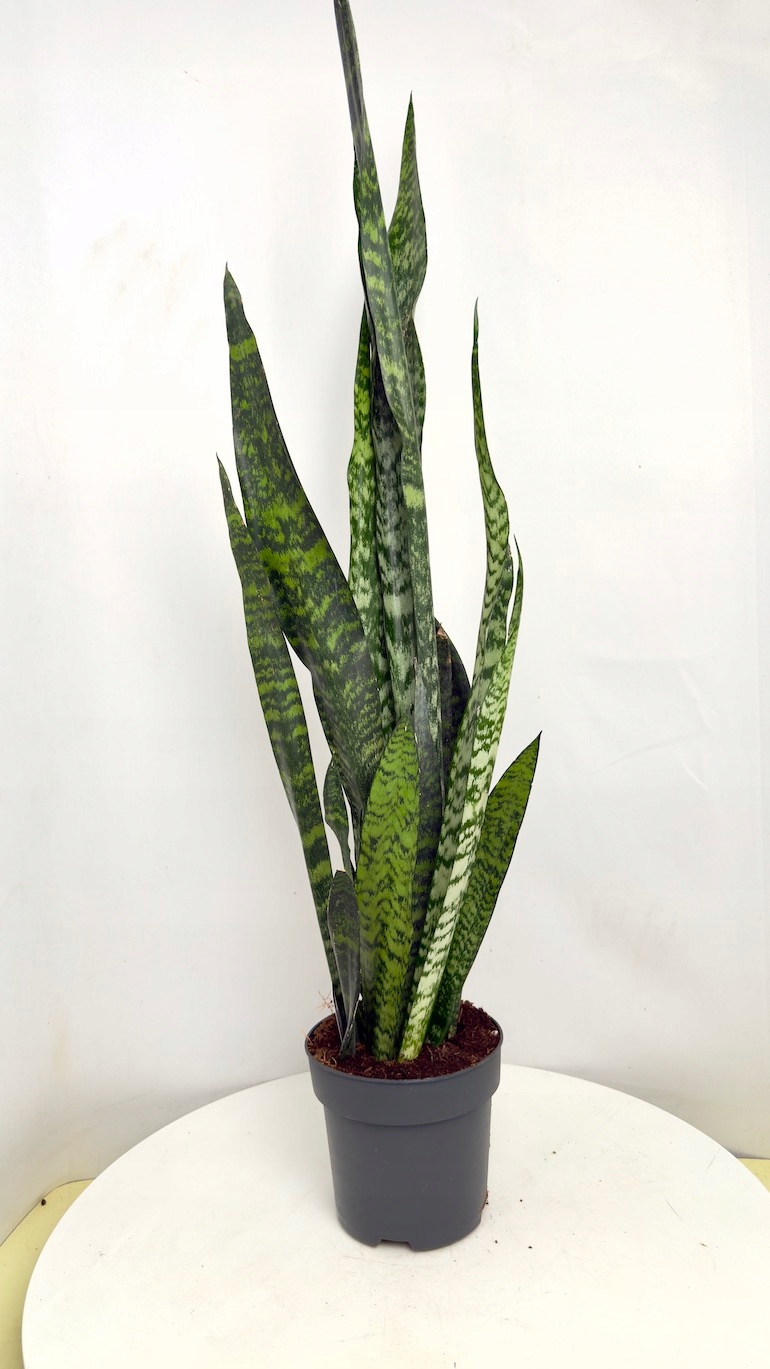 Sansevieria Zeylenica