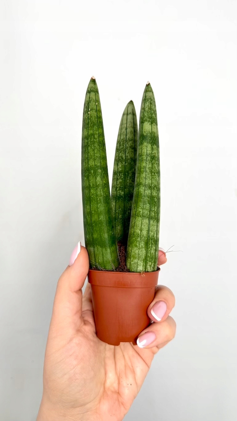 Sansevieria Cylindrica 6/15 cm