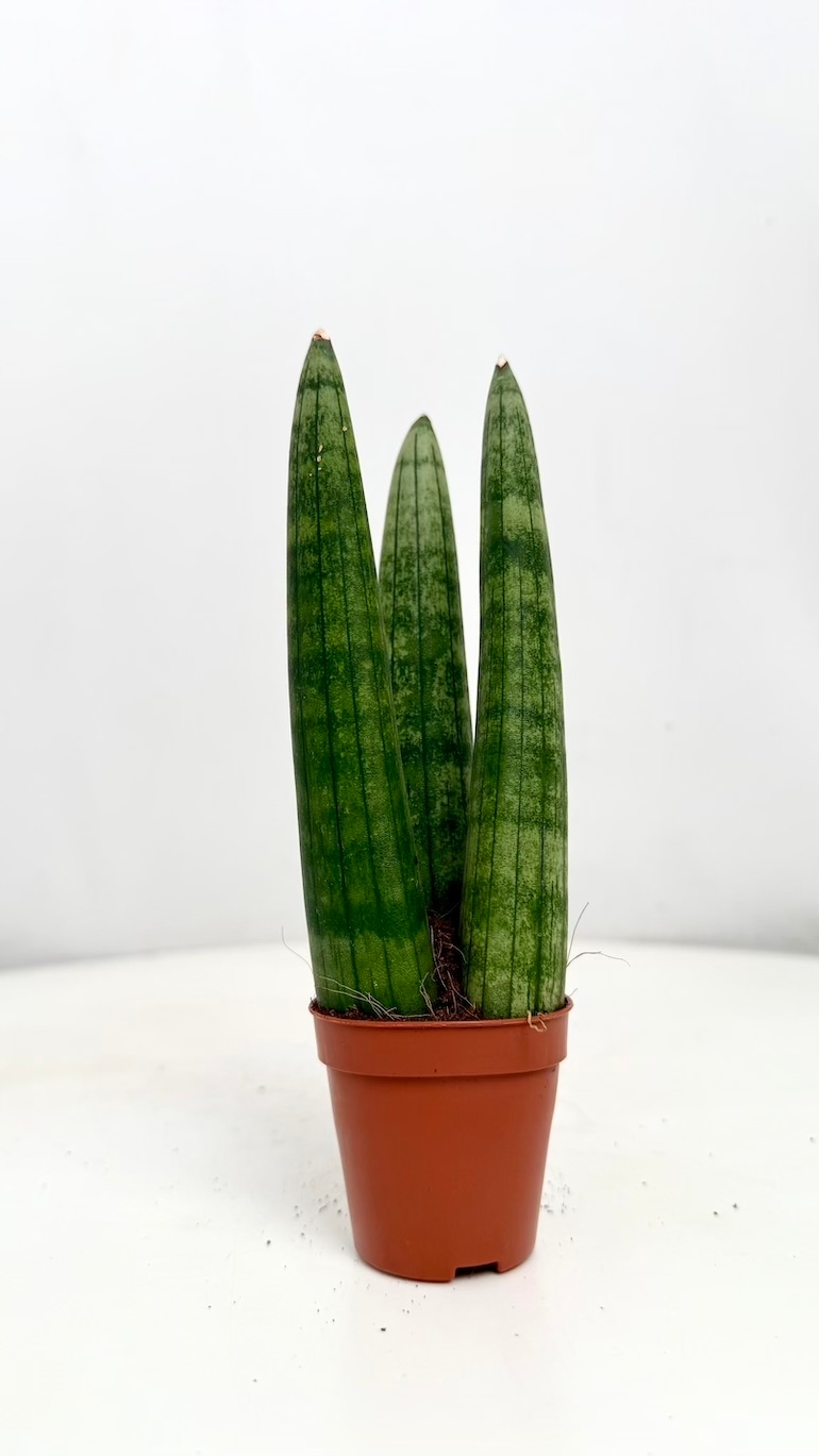 Sansevieria Cylindrica 6/15 cm