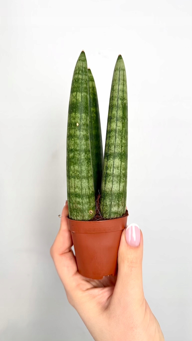 Sansevieria Cylindrica 6/15 cm